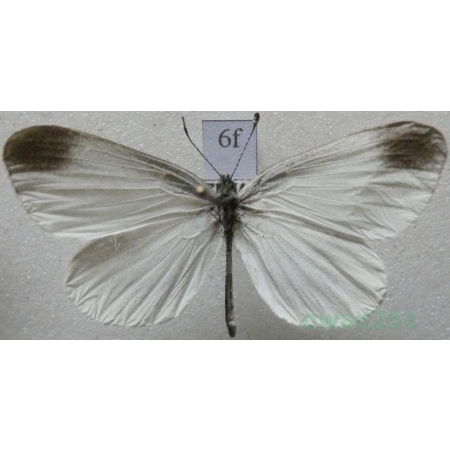 Leptidea sinapis (Linnaeus, 1758) Wietek gorczycznik Czech6f